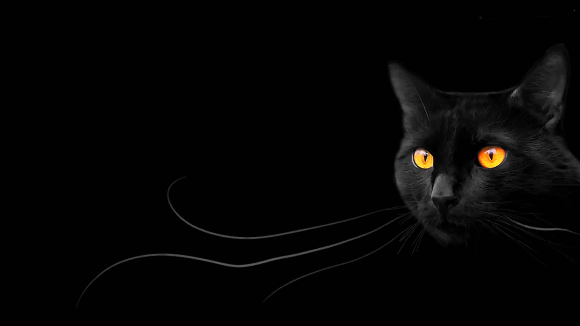 SEO blackcat
